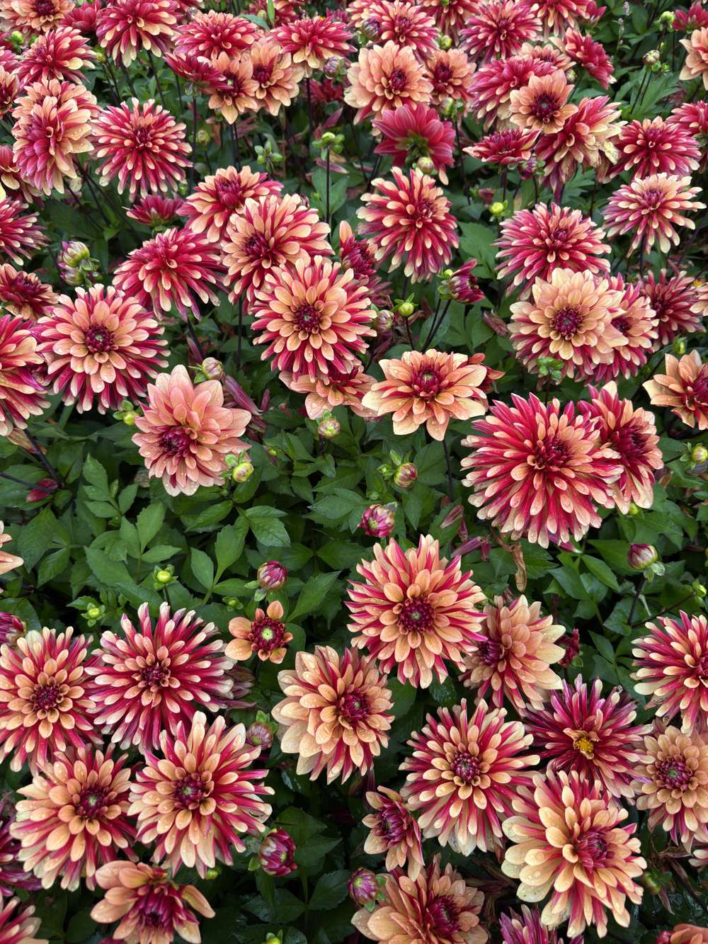 Dahlia 'BV's Aurora'
